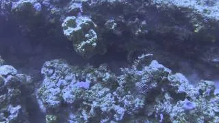 Goliath Grouper - Eating Lion Fish (with color correction)