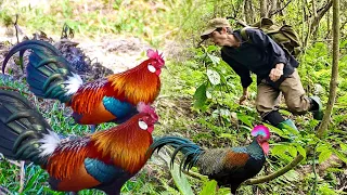 Hunting Wild Chickens - Building A Simple Stove In A Termite Shelter