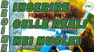 Allevamento regine spostamento taglio inserimento celle reali nei nuclei di fecondazione MGN 150723