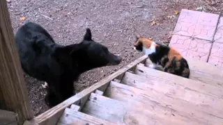 Badass cat scares away bear