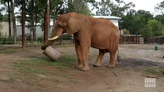 Msholo enjoys Elephant Drum enrichment