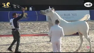 N.107 SEKEENA BASHAYER - The Egyptian Event Cairo 2021 - Mares 4-6 Years Old (Class 7B).mp4