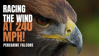 Peregrine Falcons - Racing the wind at 240 MPH! 🦅 | Nature's Supersonic Flyers!💨 | Don't Miss Out!😊