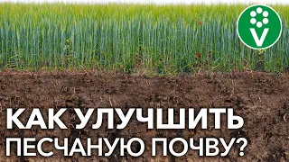 КАК ПРЕВРАТИТЬ ПЕСЧАНЫЕ ПОЧВЫ В ЧЕРНОЗЕМ? Природные методы улучшения плодородия