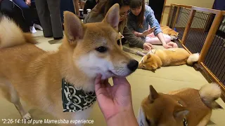 Mame Shiba Inu Dog Cafe in Harajuku - Tokyo Japan: POV Feels