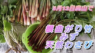 【山菜】56歳田舎親父の今年最初の　根曲がりだけ、みず、天然わさび　いいね！