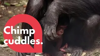 Adorable baby chimpanzee was spotted having cuddles with her mum | SWNS