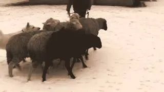 Алькор. Тест на наличие пастушьего инстинкта. The herding instinct test.