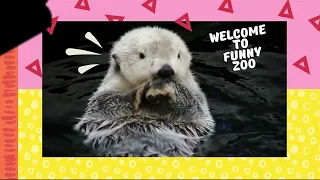 Best  compilation funny animal videos  # 2