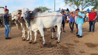 GADO DE LUXO É NA FEIRA EM CACHOEIRINHA-PE  18-01-2024  #nordeste