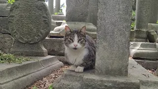 Hungry Street Cat with beautiful eyes.