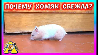 КАК ХОМЯЧИХА СБЕЖАЛА? / ХОМЯЧАТА 6 ДНЕЙ / КРЫСЫ ЕДЯТ КУКУРУЗУ / ХОМКИ КНОПОЧКА / Alisa Easy Pets