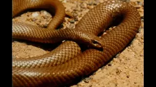 Top 10 Most Venomous Snakes!