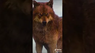 Сумерки. Сага. Волки из ТТ 🐺