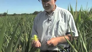 Drought During Corn Pollination