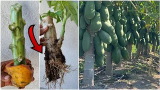 INCREIBLE   manera de PROPAGACIÓN  de PAPAYA  O LECHOZA  por esquejes. como tener papaya en MACETA .