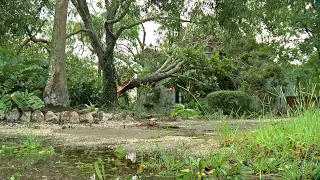 Sarasota after Hurricane Irma