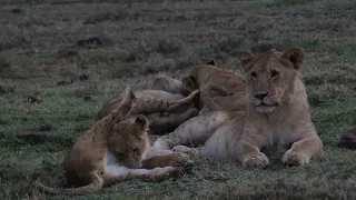 Encounter with a group of young lions / lionesses while playing (Kenya)