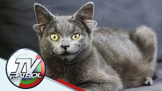 Alam N'yo Ba: Bakit 4 ang tenga ng isang pusa sa Turkey? | TV Patrol