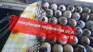 ИНКУБАЦИЯ ПЕРЕПЕЛОВ от А до Я от (Малиновского подворья!)