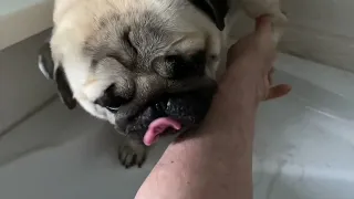 МоеМ лапы , после улицы . Pug GofFy . Wash my paws after a street walk . Мопс ГуфФи .