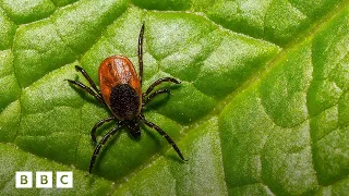 The devastating impact of a tick bite | BBC Global