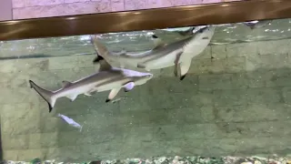 black tip reef shark home aquarium