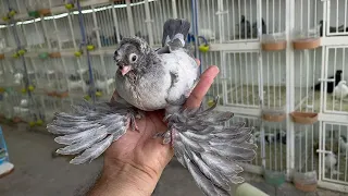 Кептерлердин сулуулары" Голуби" Pigeons" Каптар"