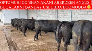 MASHXUR OPTOMCHI NORBEK AKANI ABERDEEN ANGUS BUQALARI QANDAY USULDA BOQILMOQDA 949273090