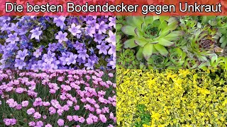 Die besten Bodendecker gegen Unkraut für einen pflegeleichten Garten – Winterhart & Pflegeleicht