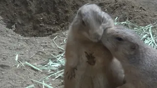 Prairie Dogs Kiss Each Other Like Humans | They Act So Funny | Zoo is a Right Place to Watch Them