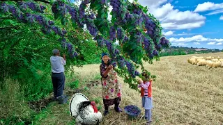 Grandmother Gathers Plums in the Forest, Cooks Jam and Bakes a Pie. Stuffed Rose.