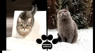 Original Animals #17. CUTE AND FUNNY ANIMALS VIDEO/ МИЛЫЕ И СМЕШНЫЕ ЖИВОТНЫЕ.