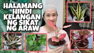 HALAMAN HINDI NANGANGAILANGAN NG SIKAT NG ARAW || PLANTS THAT THRIVE IN LOW LIGHT