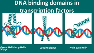 DNA Binding motifs overview