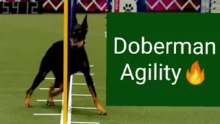 Doberman Dog in agility  Doberman trained dog