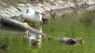 Duck with 16 chicks / Ente mit 16 Küken Friedrich Ebertpark - Ludwigshafen am Rhein