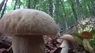 Поехал за грибами и попал в ТУМАН, первый подосиновик и боровики, сбор грибов 2022, грибы Крым