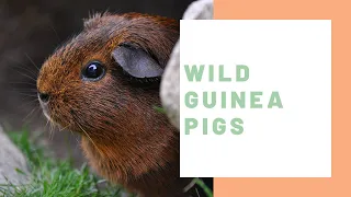 Wild Guinea Pigs: Where They Are and How They Differ from Pets - Guinea Pig Center