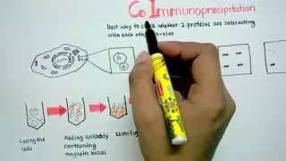 Co immuno precipitation