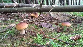 Море грибів, так що аж залишали в лісі