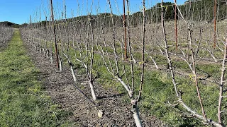 U.F.O Cherry system. Pruning time. in the third year.