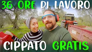 CIPPATO IN OLIVETO : LAVORIAMO con un CIPPATORE PROFESSIONALE x 3 GIORNI -  Progetto Entelekia