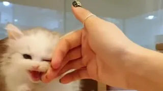Cute Cat and Cute Kitten Videos  Part# 83