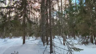 Sunny Day In The Winter Forest. pt.4. March 2024