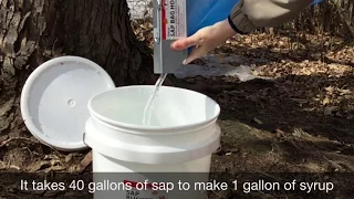 How to Tap a Maple Tree