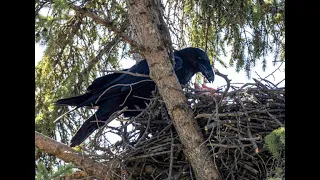 Raven feeding babies