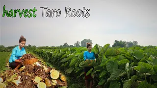 harvest Taro Roots with my brothers In my hometown Have you ever seen such a large plantation
