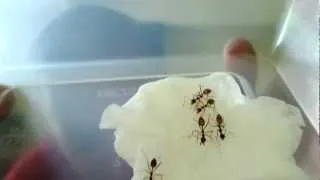 Weaver Ants (Oecophylla smaragdina), Native Ant Keeping, The AntsCanada Relaunch