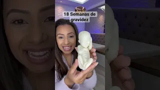 18 Semanas de gravidez maquete do tamanho real do feto